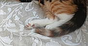 Tara a rejoint le concours — aidez-le/la à gagner de superbes lots ! cat, calico, sleeping, blanket, patterned, cushion, feline, pet, cozy, resting, fur, whiskers, tail, indoor, cute, animal, relaxed, home, knitted, comfortable