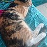 cat, calico_cat, pet, animal, feline, relaxed, indoor, blanket, couch, teal, fur, whiskers, side_view, resting, domestic_animal, striped, pattern, comfort, tail, paw