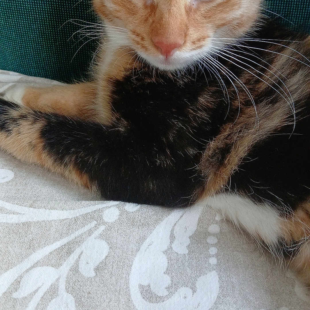 Tara