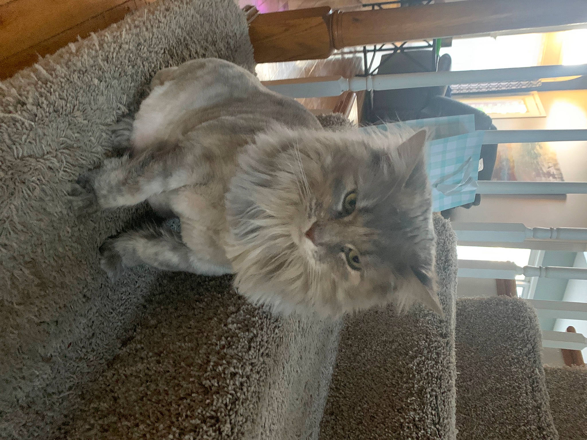 Fefe joined the competition — help win amazing prizes! british_longhair, carnivore, cat, claw, comfort, domestic_short_haired_cat, felidae, flooring, fur, grey, hardwood, paw, persian, small_to_medium_sized_cats, tail, terrestrial_animal, whiskers, wood