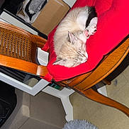 Vagabond participe au concours pour gagner de l'argent avec cette photo : cat, sleeping, red_cushion, wooden_chair, cardboard_box, indoor, furniture, home, cozy, pet, fluffy, gray_stool, resting, animal, domestic, quiet, calm, relaxed, cute, nap