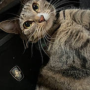 Penny joined the competition — help win amazing prizes! cat, tabby, whiskers, pet, animal, curious, close_up, fur, indoor, looking_up, eyes, striped, domestic_cat, laying, mammal, feline, portrait, household, relaxed, cable