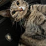 cat, tabby, whiskers, pet, animal, curious, close_up, fur, indoor, looking_up, eyes, striped, domestic_cat, laying, mammal, feline, portrait, household, relaxed, cable
