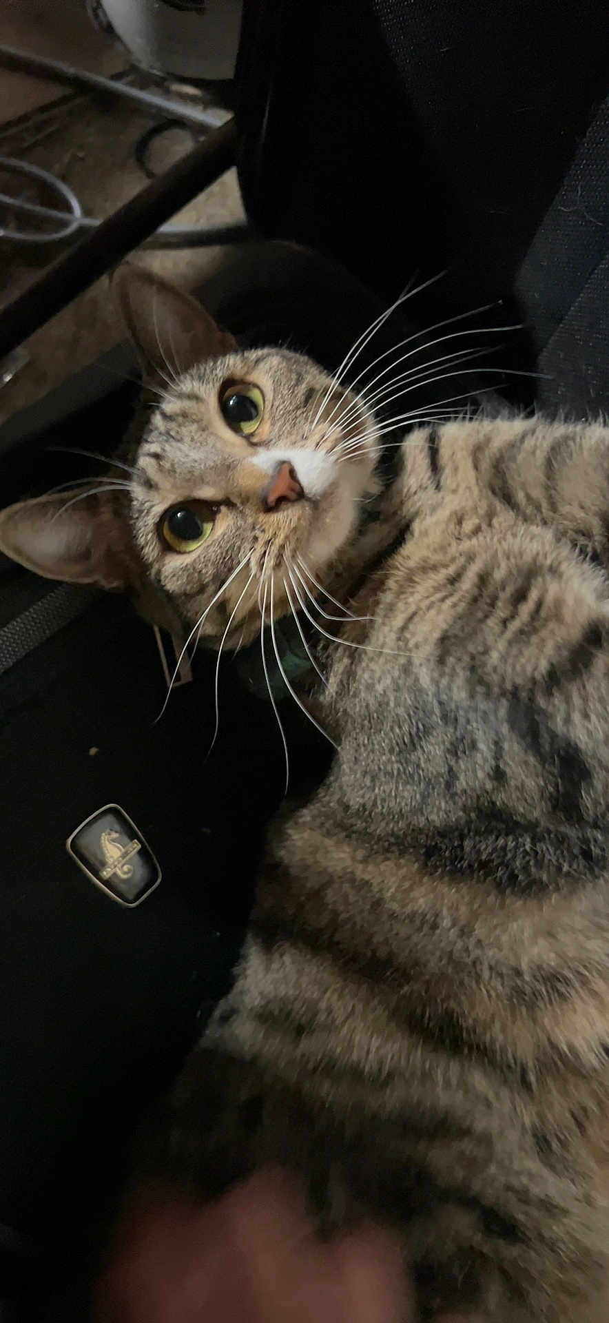 Penny