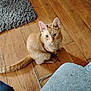 cat, orange_tabby, pet, animal, wooden_floor, curious, indoor, feline, looking_up, sitting, fur, whiskers, ears, tail, domestic_cat, home, flooring, cute, alert, companion
