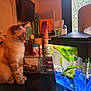 cat, aquarium, fish_tank, plant, indoor, pet, curious, table, container, bottle, light, blue_gravel, feline, home, window, green_plant, black_surface, animal, pet_care, desk