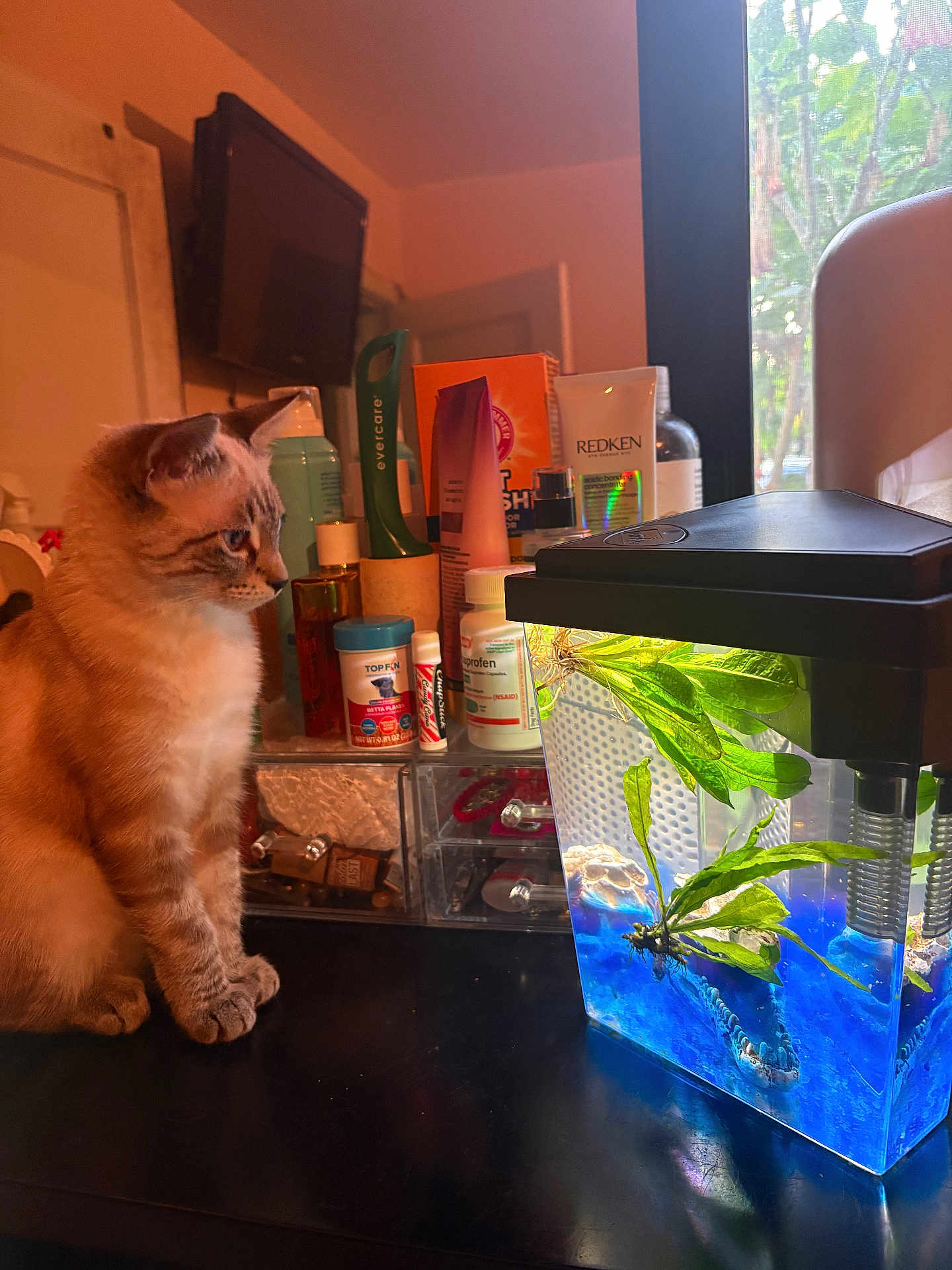 Sansa is registered to the contest to win money with this photo: cat, aquarium, fish_tank, plant, indoor, pet, curious, table, container, bottle, light, blue_gravel, feline, home, window, green_plant, black_surface, animal, pet_care, desk