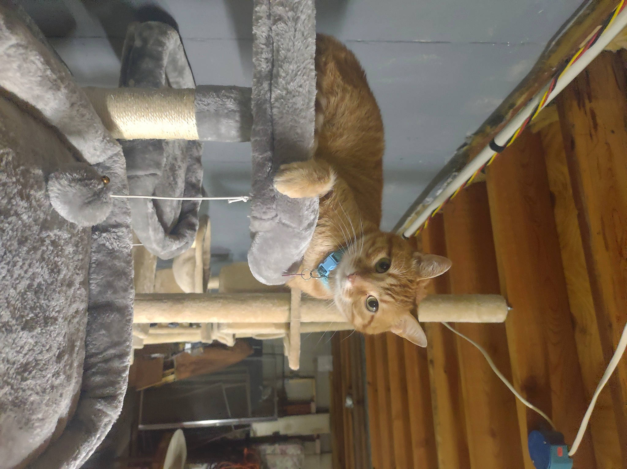 Sarek joined the competition — help win amazing prizes! art, bat, beam, ceiling, hardwood, metal, sculpture, tail, wing, wood