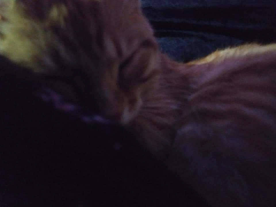 Sarek is registered to the contest to win money with this photo: carnivore, cat, cloud, darkness, electric_blue, felidae, fur, grass, hair, small_to_medium_sized_cats, snout, tail, terrestrial_animal, whiskers, wildlife, wood