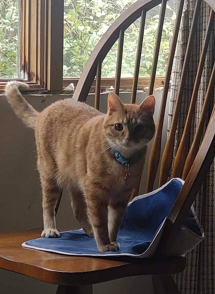 Sarek is registered to the contest to win money with this photo: carnivore, cat, chair, comfort, domestic_short_haired_cat, fawn, felidae, fur, furniture, mammal, plant, small_to_medium_sized_cats, snout, table, tail, tree, vertebrate, whiskers, window, wood