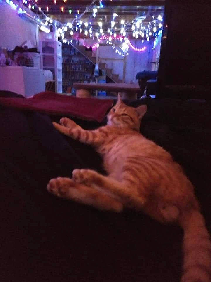 Sarek is registered to the contest to win money with this photo: carnivore, companion_dog, darkness, dog_breed, entertainment, event, fawn, felidae, fun, fur, holiday, magenta, music_venue, night, plant, small_to_medium_sized_cats, sporting_group, tail, tree, whiskers