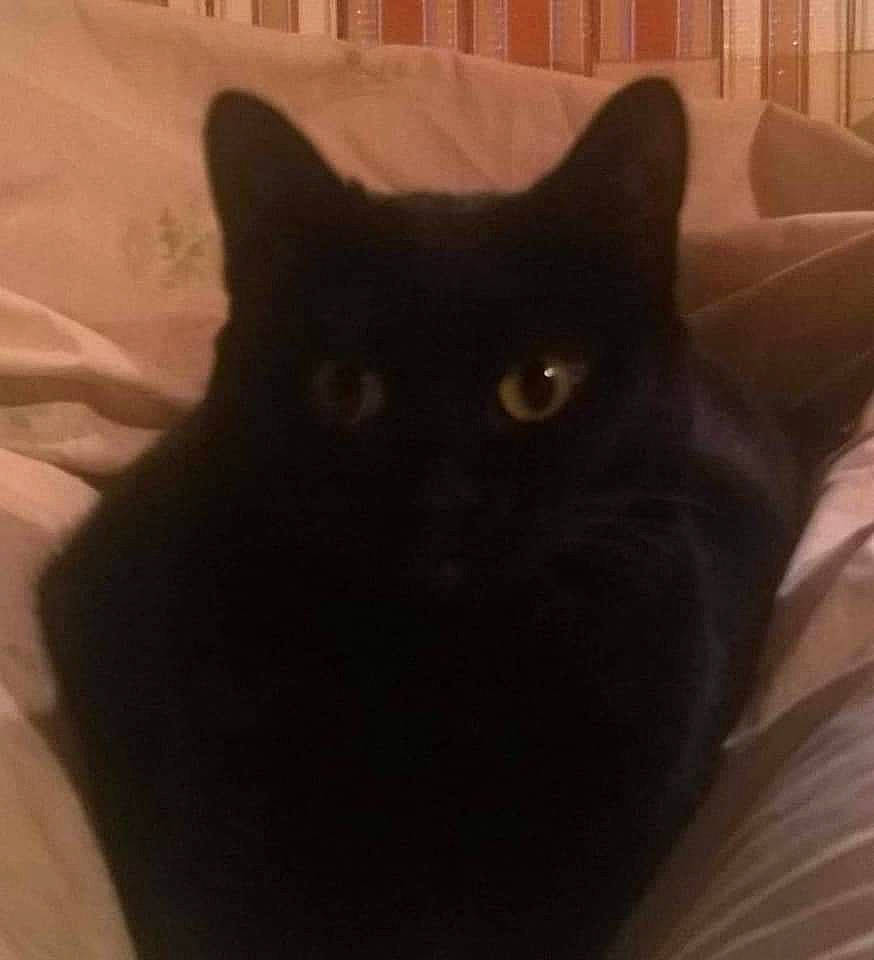 Oreo is registered to the contest to win money with this photo: black_cat, bombay, carnivore, cat, cat_supply, comfort, domestic_short_haired_cat, felidae, fur, grey, mammal, small_to_medium_sized_cats, snout, tail, terrestrial_animal, vertebrate, whiskers