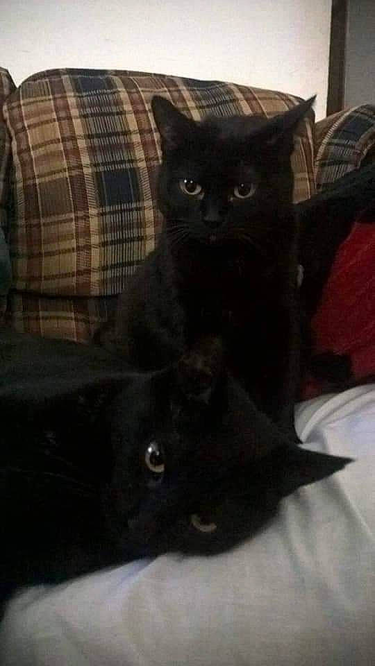 Oreo is registered to the contest to win money with this photo: black_cat, bombay, carnivore, cat, cat_supply, chair, comfort, couch, domestic_short_haired_cat, felidae, fur, grey, pattern, plaid, sleeve, small_to_medium_sized_cats, tail, tartan, vertebrate, whiskers