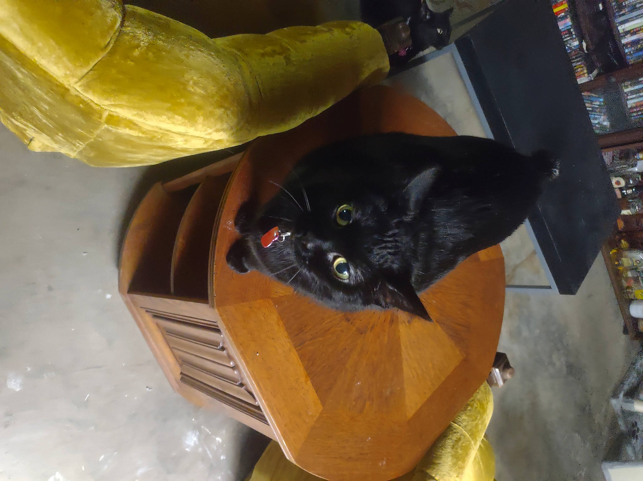 Oreo is registered to the contest to win money with this photo: black_cat, bombay, box, carnivore, cat, comfort, felidae, fur, mammal, packaging_and_labeling, plastic_bag, plastic_wrap, pumpkin, room, shelf, shipping_box, small_to_medium_sized_cats, tail, vertebrate, whiskers