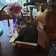 Goku is registered to the contest to win money with this photo: box, candles, cardboard_box, cat, cat_tree, chair, collar, curious, domestic_cat, feline, flower_vase, greenery, household, indoor, pet, relaxing, sunlight, tabby, table, window