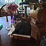 box, candles, cardboard_box, cat, cat_tree, chair, collar, curious, domestic_cat, feline, flower_vase, greenery, household, indoor, pet, relaxing, sunlight, tabby, table, window