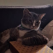 Goku is registered to the contest to win money with this photo: cat, tabby_cat, pet, feline, animal, indoor, couch, furniture, box, relaxed, paw, collar, striped, resting, domestic_animal, whiskers, cozy, shadow, soft_light, background