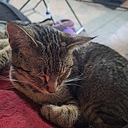 Bubbles joined the competition — help win amazing prizes! cat, tabby, sleeping, indoor, pet, feline, fur, whiskers, ears, closeup, resting, cozy, animal, cute, domestic, relaxed, paw, red_surface, background, home