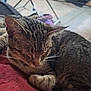 animal, background, cat, closeup, cozy, cute, domestic, ears, feline, fur, home, indoor, paw, pet, red_surface, relaxed, resting, sleeping, tabby, whiskers