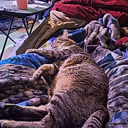 Goliath joined the competition — help win amazing prizes! animal, blanket, cage, cat, comforter, cozy, cup, fabric, fur, furniture, home, indoor, papers, pet, pile, relaxation, resting, sleeping, tabby_cat, table