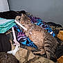 Goliath is registered to the contest to win money with this photo: animal, bed, blanket, cat, companion, cozy, domestic_animal, feline, fur, indoor, paw, pet, playful, relaxed, resting, sleepy, soft_fabric, strip_of_paper, striped, tabby_cat
