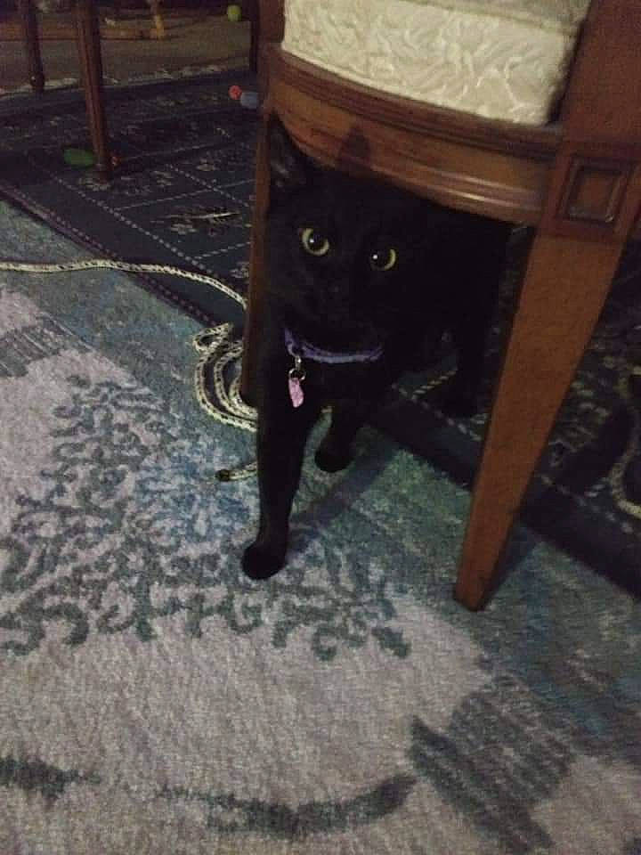 Ashes joined the competition — help win amazing prizes! black_cat, bombay, canidae, carnivore, cat, chair, dog_breed, domestic_short_haired_cat, felidae, floor, flooring, fur, hardwood, human_leg, small_to_medium_sized_cats, snout, sporting_group, tail, whiskers, wood