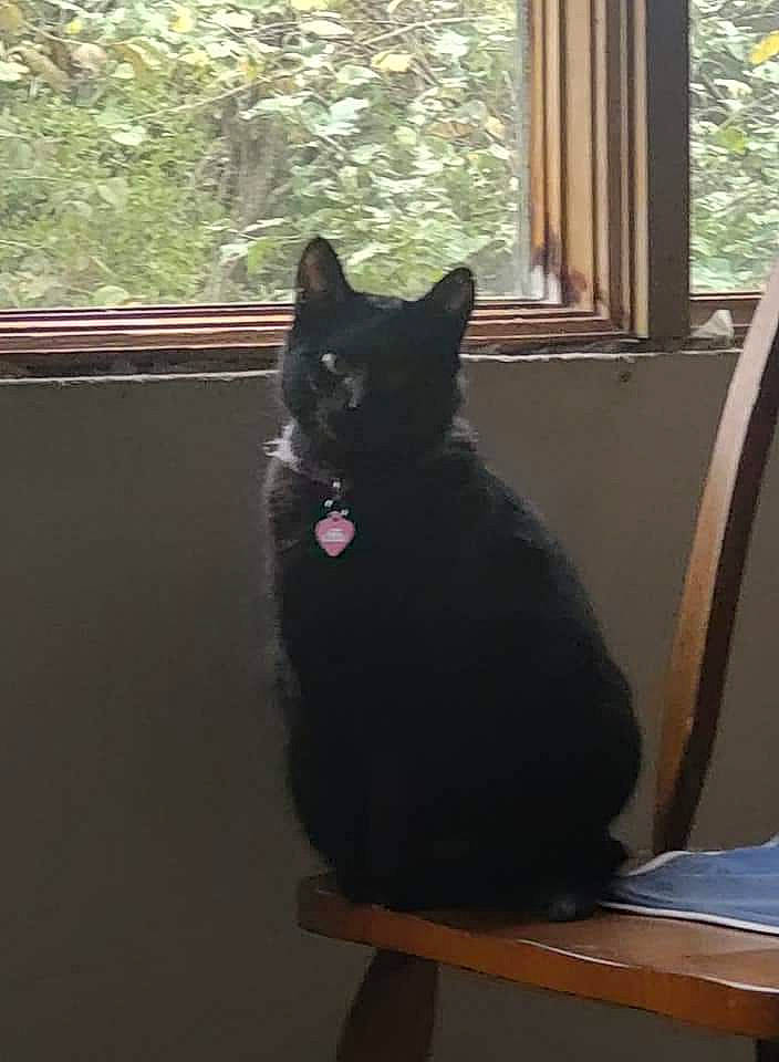 Ashes joined the competition — help win amazing prizes! black_cat, brown, carnivore, cat, domestic_short_haired_cat, felidae, flooring, fur, grey, hardwood, light, mammal, shade, small_to_medium_sized_cats, snout, tail, tints_and_shades, whiskers, window, wood