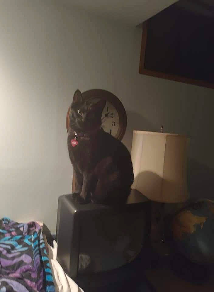 Ashes is registered to the contest to win money with this photo: audio_equipment, black_cat, carnivore, cat, comfort, couch, darkness, felidae, grey, house, living_room, picture_frame, room, small_to_medium_sized_cats, snout, table, tail, teddy_bear, whiskers, window