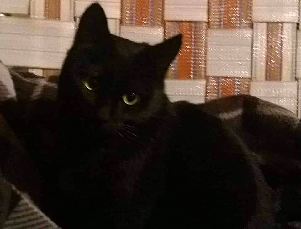 Ashes is registered to the contest to win money with this photo: black_cat, carnivore, cat, domestic_short_haired_cat, felidae, fur, mammal, small_to_medium_sized_cats, snout, tail, terrestrial_animal, whiskers, window