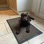 dog, puppy, labrador, brown_dog, indoor, kitchen, doormat, tile_floor, pet, animal, lying_down, looking_at_camera, floor, cabinet, door, domestic, young_dog, cute, companion, resting