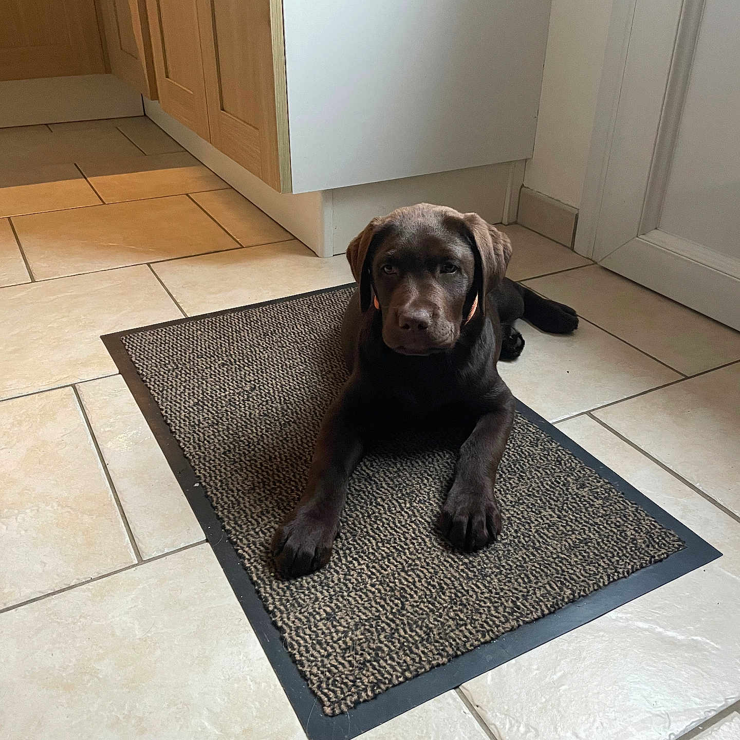 Aslo participe au concours pour gagner de l'argent avec cette photo : animal, brown_dog, cabinet, companion, cute, dog, domestic, door, doormat, floor, indoor, kitchen, labrador, looking_at_camera, lying_down, pet, puppy, resting, tile_floor, young_dog