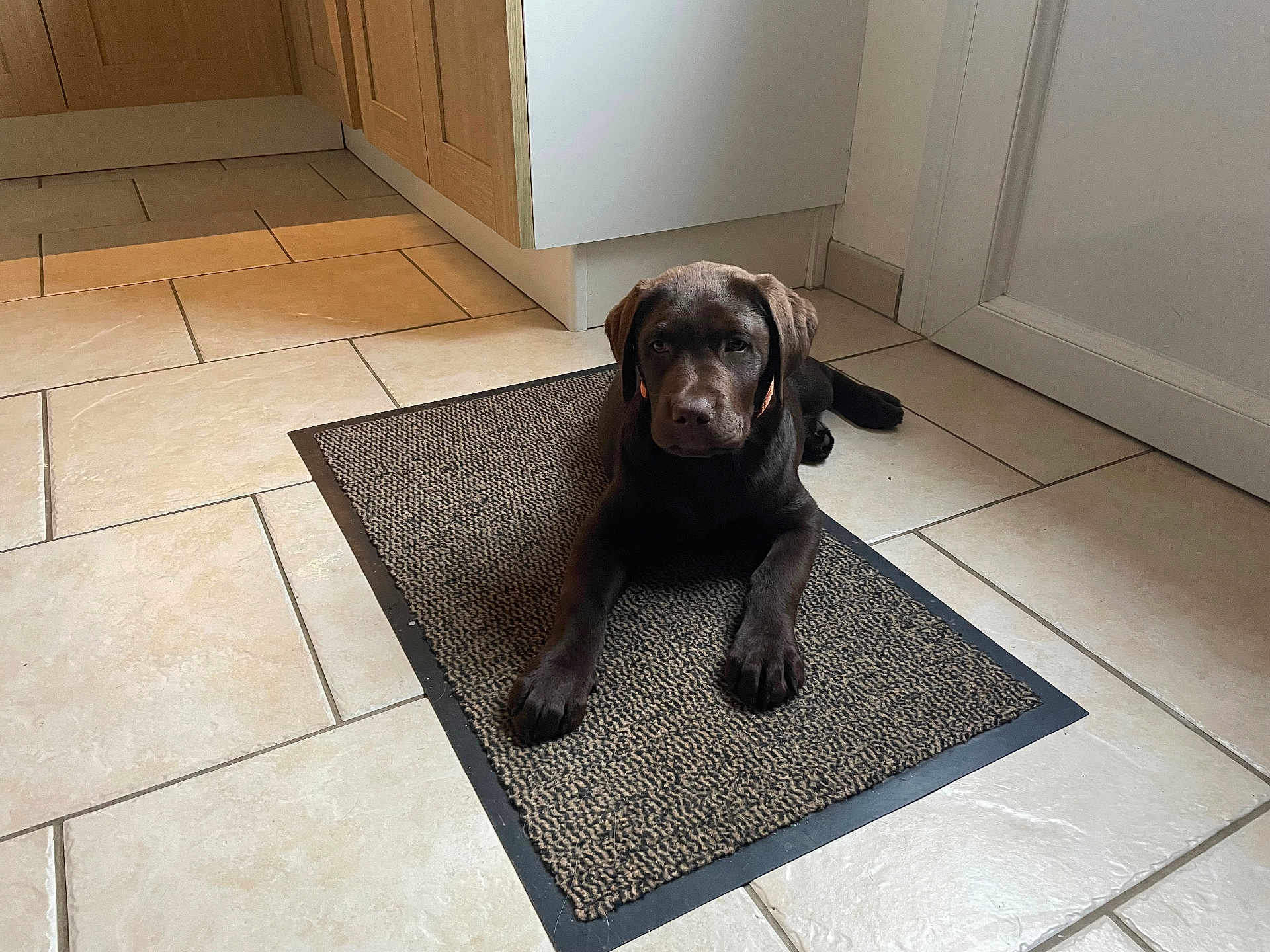 Aslo participe au concours pour gagner de l'argent avec cette photo : dog, puppy, labrador, brown_dog, indoor, kitchen, doormat, tile_floor, pet, animal, lying_down, looking_at_camera, floor, cabinet, door, domestic, young_dog, cute, companion, resting