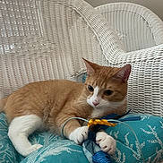 Moose is registered to the contest to win money with this photo: animal, blue, cat, cozy, cushion, feline, home, indoor, orange, orange_cat, paw, pet, playful, relaxed, toy_mouse, white, white_cat, wicker_chair, window_blinds, yellow