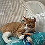 animal, blue, cat, cozy, cushion, feline, home, indoor, orange, orange_cat, paw, pet, playful, relaxed, toy_mouse, white, white_cat, wicker_chair, window_blinds, yellow