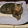 cat, tabby, feline, pet, animal, striped_fur, green_eyes, whiskers, ears, paws, lying_down, relaxed, indoor, mat, cushion, wooden_cabinet, tile_floor, portrait, front_view, cute
