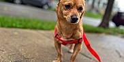 Buddy Cheeto joined the competition — help win amazing prizes! dog, brown_dog, small_dog, pet, harness, red_harness, sidewalk, concrete, outdoor, grass, tree, car, blurred_background, leash, curious_expression, animal, street, daylight, canine, walking