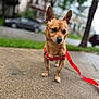 dog, brown_dog, small_dog, pet, harness, red_harness, sidewalk, concrete, outdoor, grass, tree, car, blurred_background, leash, curious_expression, animal, street, daylight, canine, walking
