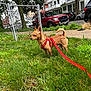 Buddy Cheeto joined the competition — help win amazing prizes! dog, leash, harness, grass, chain_link_fence, sidewalk, car, tree, residential_area, outdoor, pet, small_dog, alert, brown_dog, urban, house, street, daytime, nature, canine