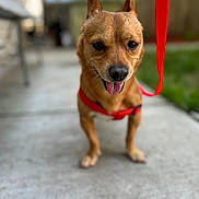 Buddy Cheeto joined the competition — help win amazing prizes! dog, small_dog, brown_dog, leash, harness, outdoor, concrete, pathway, ears_up, panting, pet, animal, grass, blurred_background, daytime, cute, companion, walking, happy, canine