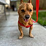 dog, small_dog, brown_dog, leash, harness, outdoor, concrete, pathway, ears_up, panting, pet, animal, grass, blurred_background, daytime, cute, companion, walking, happy, canine