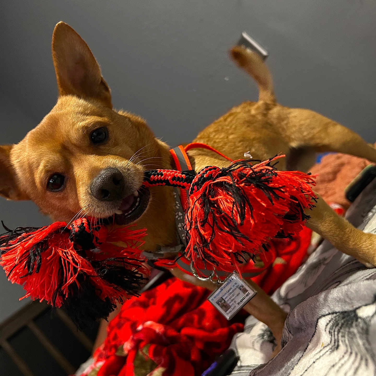 Buddy Cheeto joined the competition — help win amazing prizes! animal, bed, black, blanket, canine, collar, cute, dog, domestic, ears, fur, indoor, mouth, pet, playful, red, rope, tail, toy, whiskers