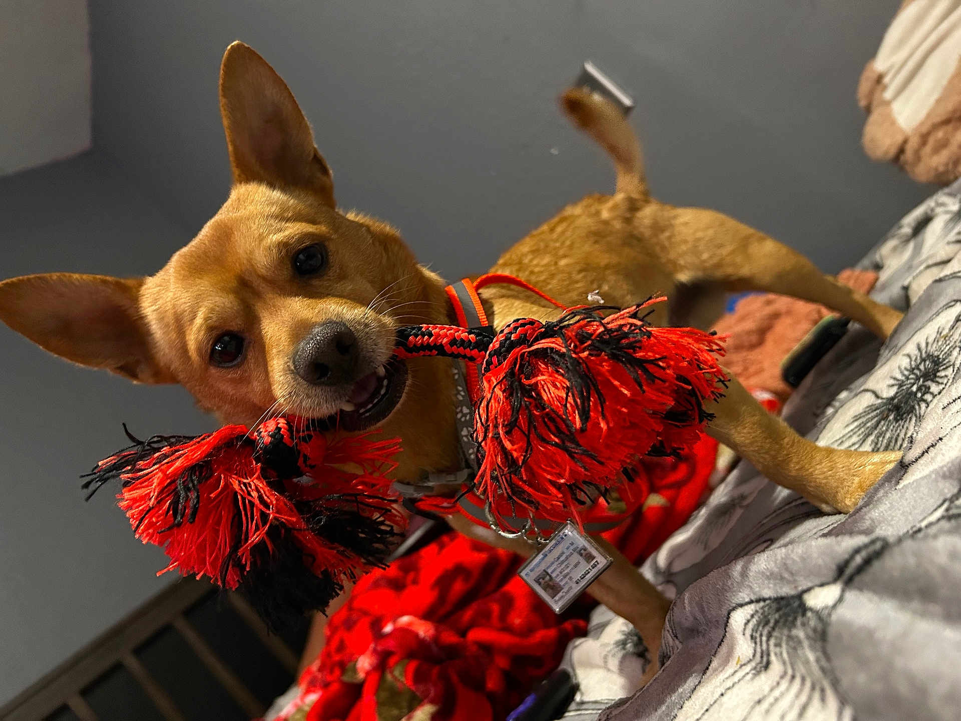 Buddy Cheeto joined the competition — help win amazing prizes! dog, toy, rope, bed, blanket, red, black, ears, pet, indoor, playful, animal, cute, fur, collar, mouth, whiskers, tail, canine, domestic