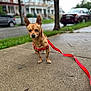 Buddy Cheeto joined the competition — help win amazing prizes! dog, small_dog, brown_dog, sidewalk, red_harness, red_leash, ears, street, parked_cars, suburban, grass, tree, residential, outdoor, canine, pet, leash, walking, curious, daytime