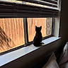 kitten, cat, windowsill, window, blinds, indoor, pet, black_cat, fence, sunlight, shadow, pillow, cozy, home, curiosity, silhouette, resting, domestic_animal, quiet, contemplation