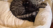 Nightwing joined the competition — help win amazing prizes! cat, kitten, tabby_cat, black_cat, pet_bed, cuddling, cozy, indoor, feline, resting, cute, sleeping, fur, animal, domestic, companion, comfort, home, relaxing, friendship
