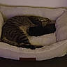 Nightwing joined the competition — help win amazing prizes! cat, tabby_cat, black_cat, pet_bed, sleeping, cozy, indoor, fur, animal, resting, cute, companion, friendship, domestic_animal, feline, soft, cuddling, comfort, relaxation, quiet