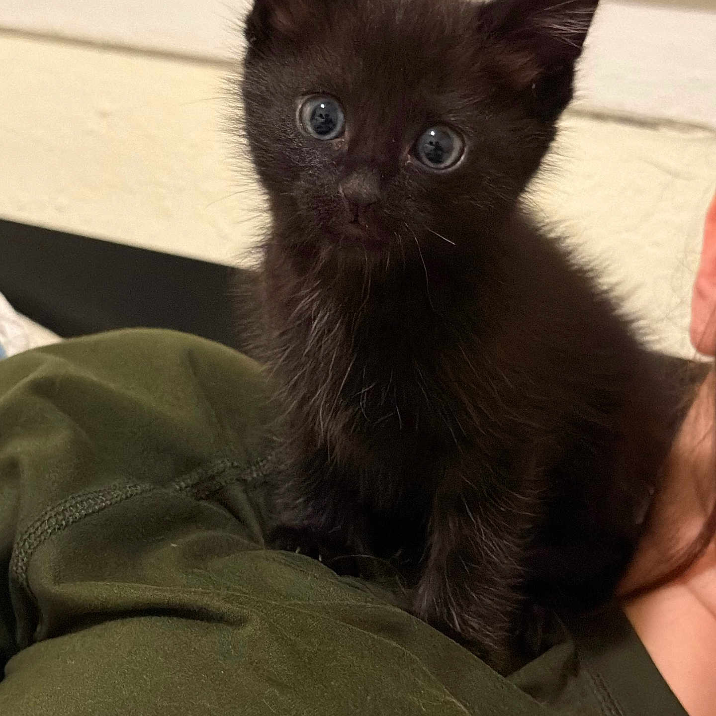 Nightwing is registered to the contest to win money with this photo: kitten, black_cat, pet, animal, cute, fur, whiskers, ears, eyes, shoulder, person, indoor, cozy, closeup, young, domestic_animal, soft_lighting, curious, tiny, fluffy