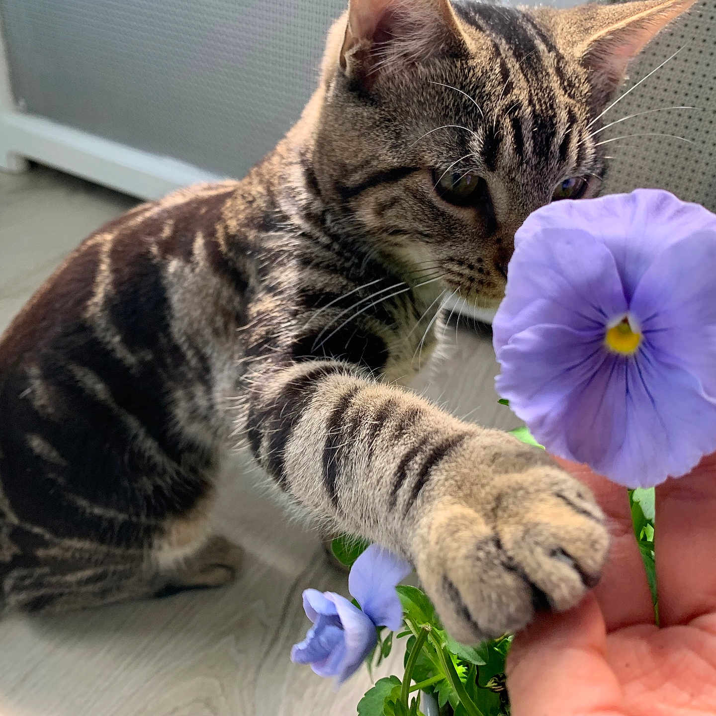 Mochi joined the competition — help win amazing prizes! anemone, animal, baby, cat, daisy, face, flower, geranium, head, herbal, herbs, kitten, person, pet, petal, photography, plant, portrait, pottedplant, purple