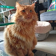 Sylbba participe au concours pour gagner de l'argent avec cette photo : animal, books, bookshelf, carpet, cat, cat_bed, chair, cozy, domestic, ears, eyes, floor, fluffy, furniture, home, indoor, orange_cat, pet, portrait, whiskers
