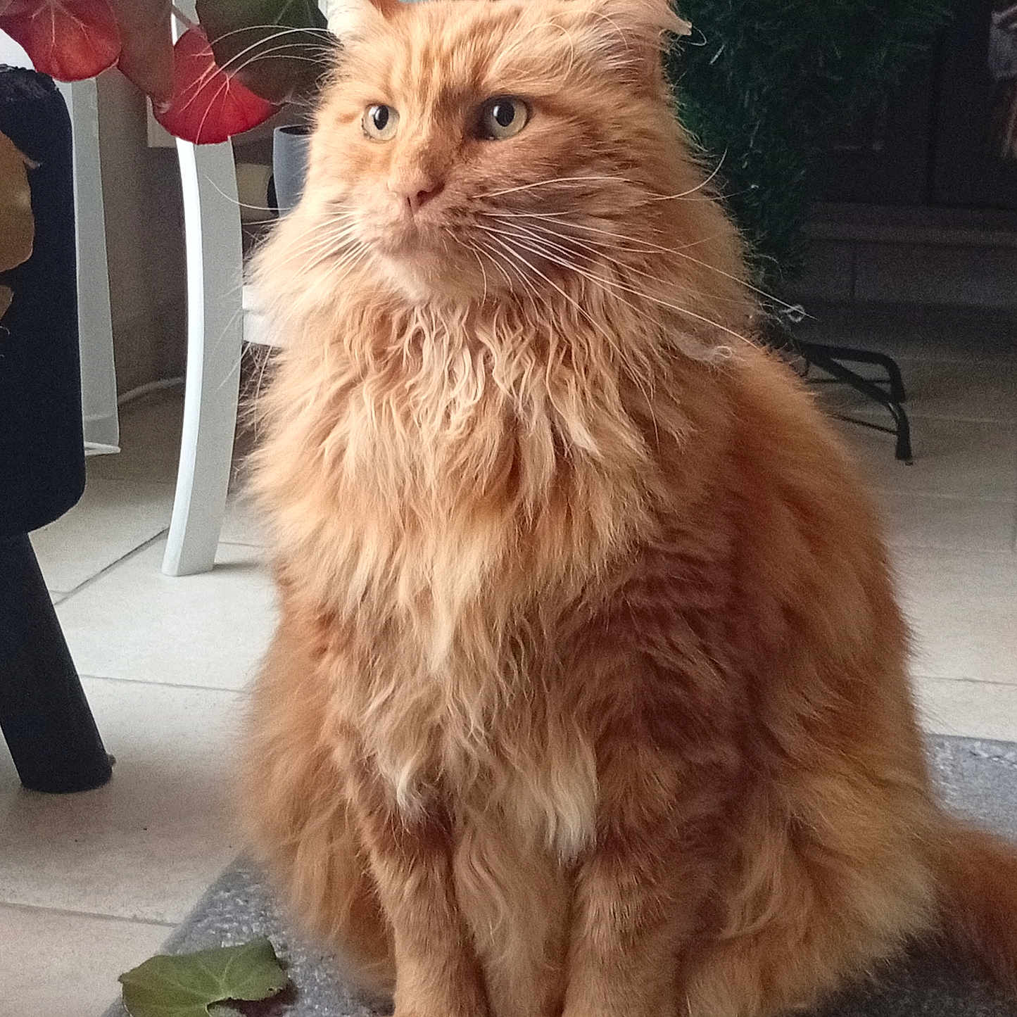 Sylbba a rejoint le concours — aidez-le/la à gagner de superbes lots ! animal, calm, cat, closeup, domestic, eyes, floor, fluffy, fur, furniture, houseplant, indoor, leaf, orange_cat, pet, plant, portrait, rug, sitting, whiskers